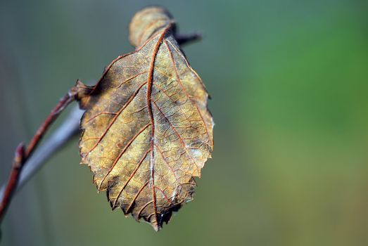 Close-up of a leaf with it's autumn's colors