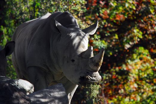 A picture of a Rhinoceros eating with a colorful background