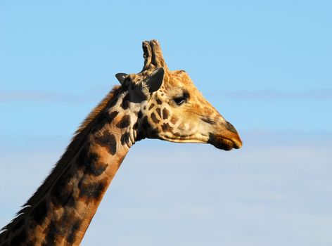 portrait of a Giraffe seen sideways