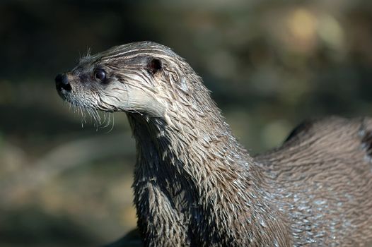 Close-up portrait of a wet Northern River Otter