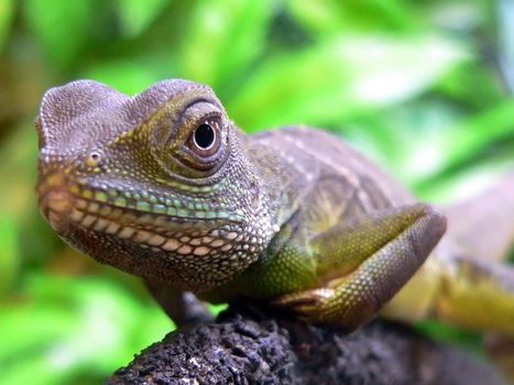 Close-up picture of a Water Dragon (Physignathus cocincinus)