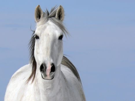 A portrait of a beautiful white horse(Equus caballus)