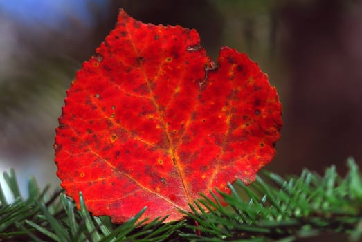 Close-up of a leaf with it's autumn's colors