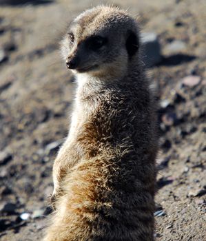 A close-up portrait of a Meerkat