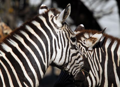 A portrait of a Plain Zebra eating some grass