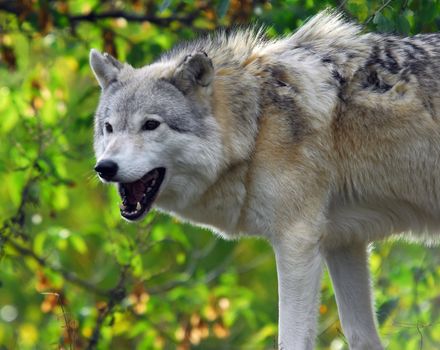 Portrait of a Gray Wolf with it's mouth opened