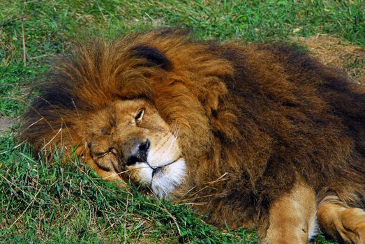 Picture of a big male lion sleeping in the sun