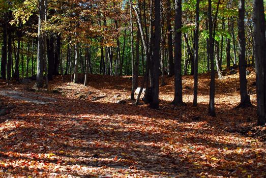 Picture of a northern forest in Autumn