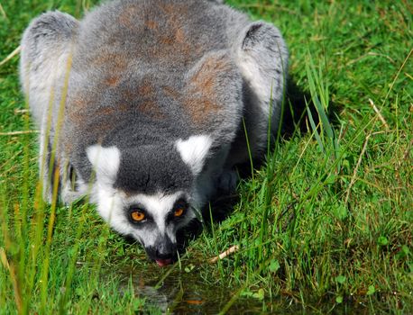 Portrait of a Ring-tailed Lemur (Lemur catta) drinking