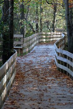 Picture of a wooden walkboard in a Fall surrounding