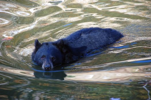 Picture of a black bear swimming towards the photographer