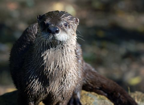 Close-up portrait of a wet Northern River Otter