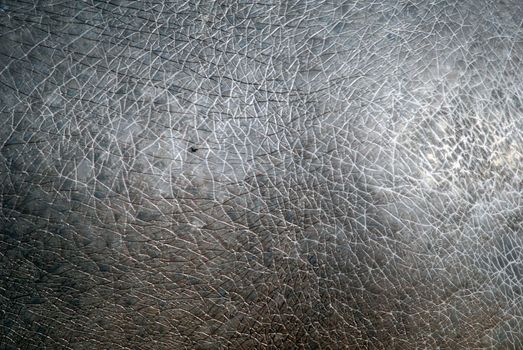 Close-up picture of the skin of an hippopotamus