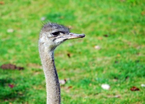 Close-up portrait of an Ostrich posing sideways