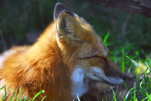 A close-up portrait of a Red Fox at rest