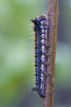 big blue caterpillar siting on stick in greenery 