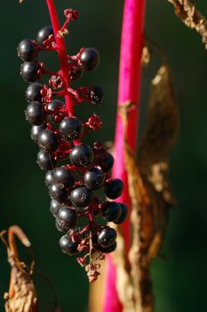 Close-up picture of a wild plant in autumn