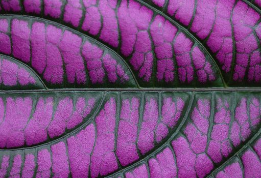 Extreme close-up of a purple leaf