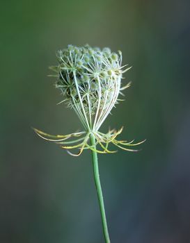 Close-up of an american wild plant in Autumn