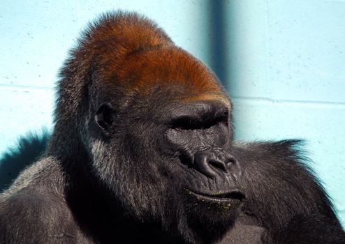 Close-up portrait of a big gorilla in a zoo