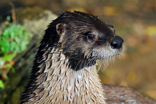 Close-up portrait of a wet Northern River Otter