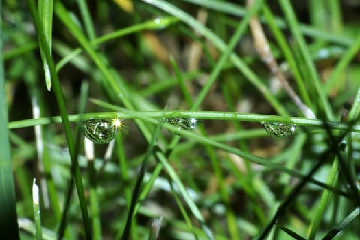 Water drops after rain on grass close-up