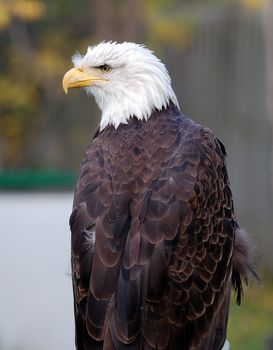 Portrait of an American Bald Eagle (Haliaeetus leucocephalus)