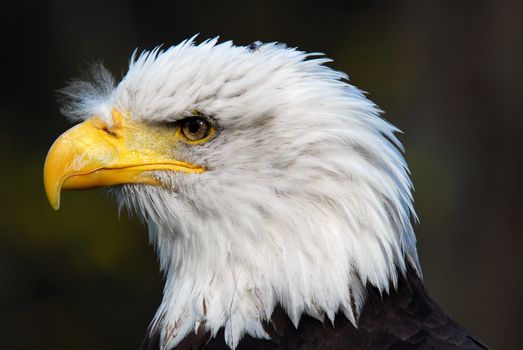 Portrait of an American Bald Eagle (Haliaeetus leucocephalus)