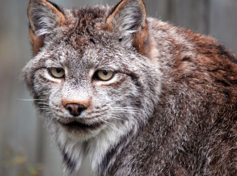 Close-up portrait of a Canadian Lynx (Lynx canadensis)