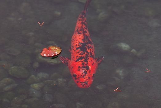 Picture of a red Koi fish with a dead leaf flotting besides it.