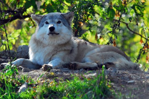 Portrait of a Gray Wolf in it's natural environment