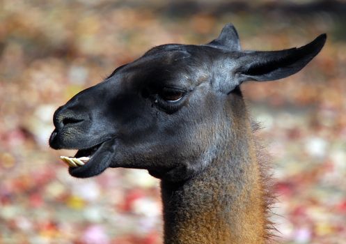 Close-up portrait of a black and brown Llama