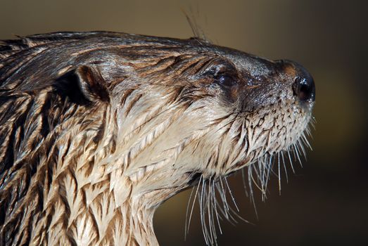 Close-up portrait of a wet Northern River Otter