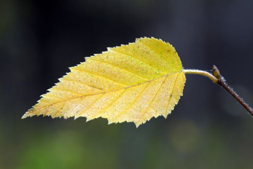 Close-up picture of a yellow leaf in autumn