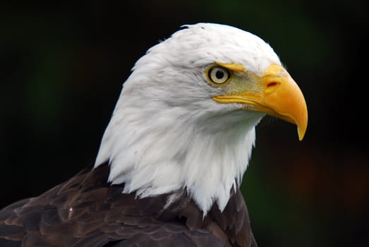 Portrait of an American Bald Eagle (Haliaeetus leucocephalus)