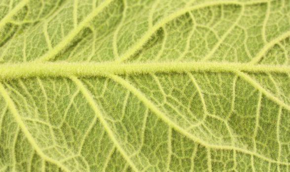 Close-up of veins of large green leaf