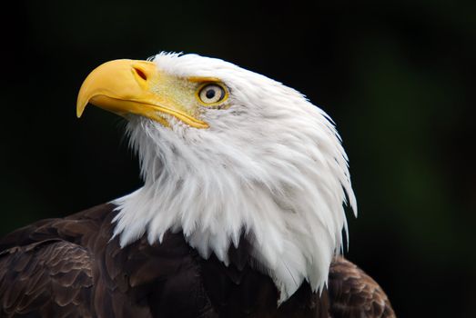 Portrait of an American Bald Eagle (Haliaeetus leucocephalus)