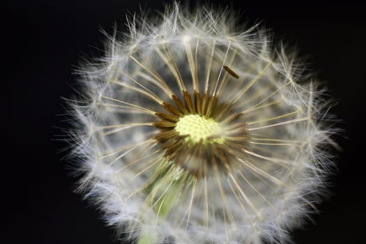 Close-up of dandelion