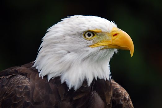 Portrait of an American Bald Eagle (Haliaeetus leucocephalus)