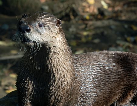 Close-up portrait of a wet Northern River Otter