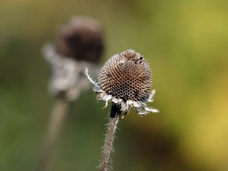 Close-up picture of a wild plant in autumn