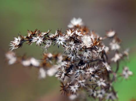 Close-up picture of a wild plant in autumn