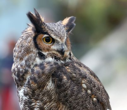 Portrait of a Spotted Eagle Owl (Bubo africanus)