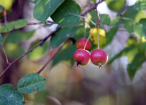 Picture of some wild apples on their branch