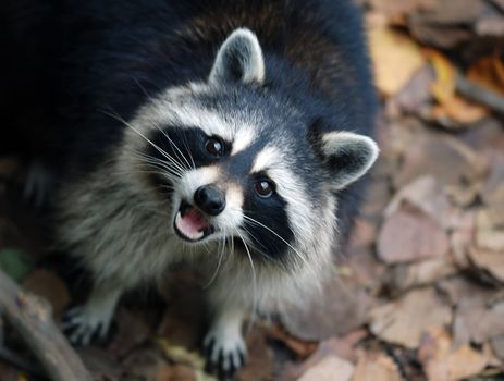 Portrait of a Raccoon (Procyon lotor), looking up