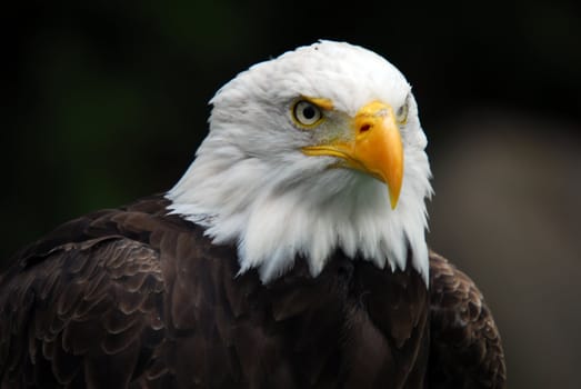 Portrait of an American Bald Eagle (Haliaeetus leucocephalus)