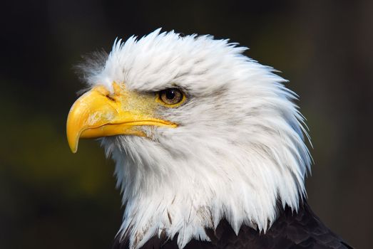 Portrait of an American Bald Eagle (Haliaeetus leucocephalus)