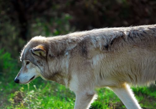 Portrait of a Gray Wolf in it's natural environment