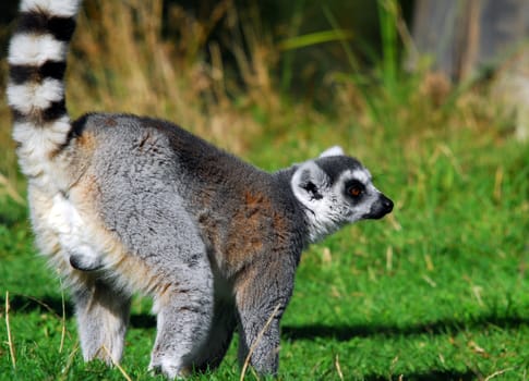 Portrait of a Ring-tailed Lemur (Lemur catta)