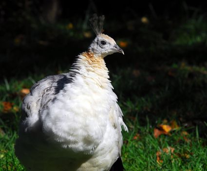 Portrait of an Indian Peafowl (Pavo cristatus)